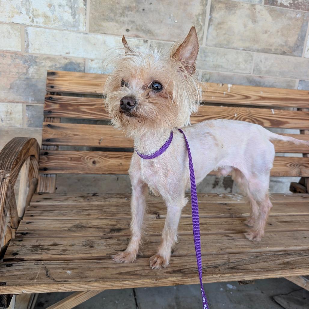 Enlarge Peanut, a Adoptable Yorkshire Terrier in Chico, CA image 6/6
