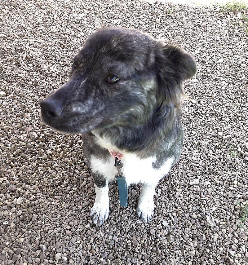 WINNIE, an adopted Mixed Breed in Pegram, TN image 3/3