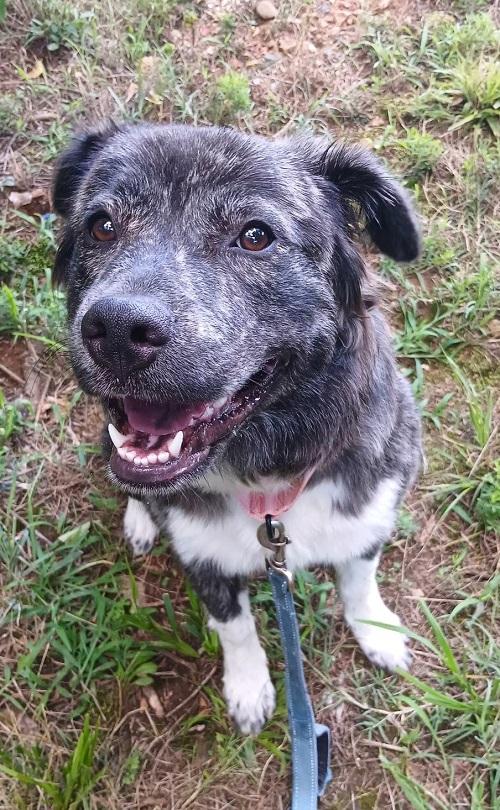 WINNIE, adopted, Young Female Mixed Breed.