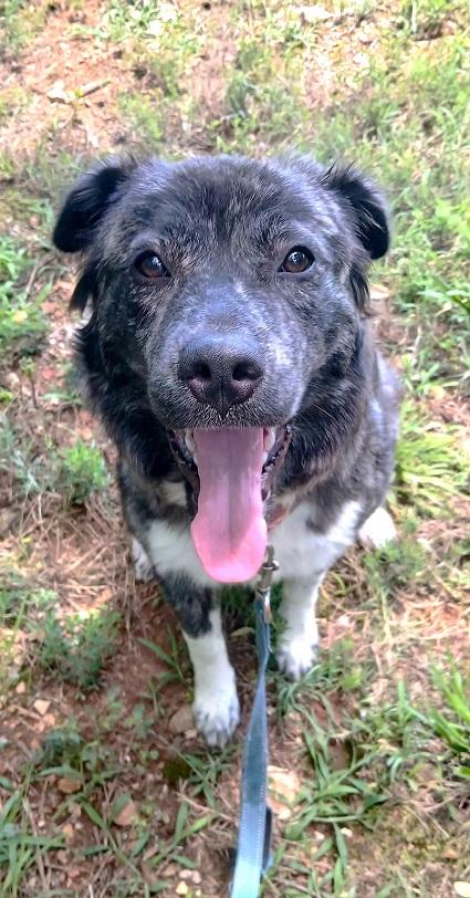WINNIE, an adopted Mixed Breed in Pegram, TN image 2/3