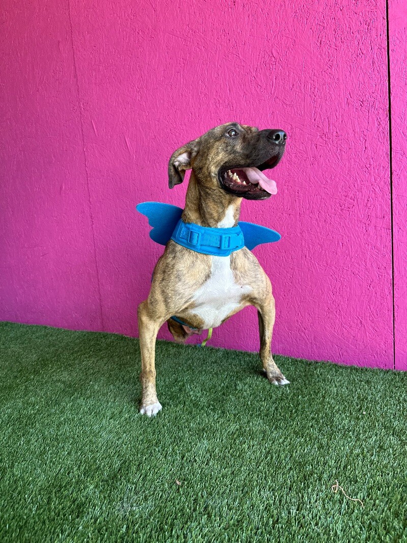 Enlarge Súper Max, a Adoptable mixed breed in Reno, NV image 6/6