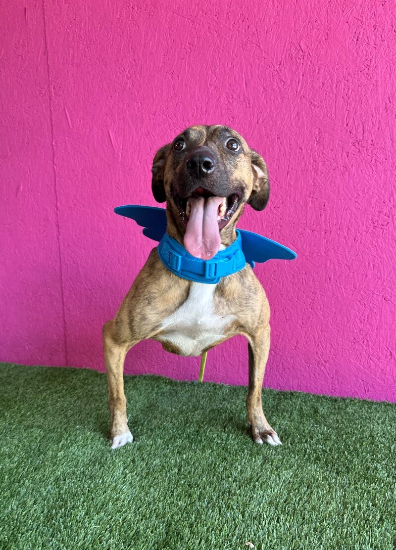 Enlarge Súper Max, a Adoptable mixed breed in Reno, NV image 5/6