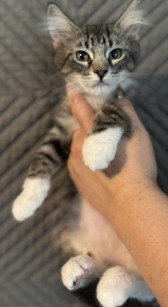 Enlarge Doris, a Adoptable mixed breed in Shell Lake, WI image 2/2