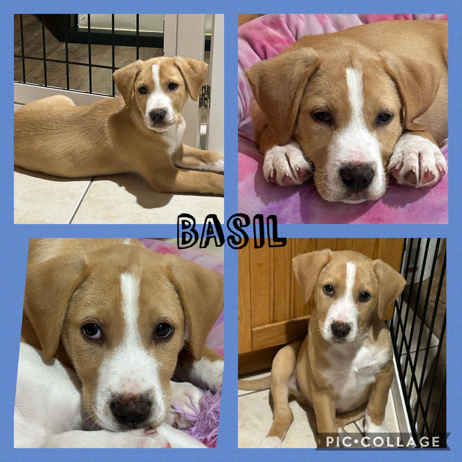 Basil, Adoptable, Puppy Female Hound.