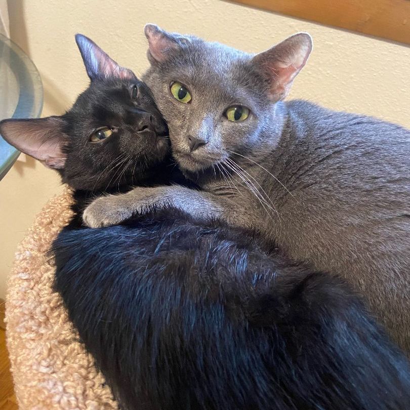 Leah, a Adoptable Domestic Short Hair in Mokena, IL image 1/6