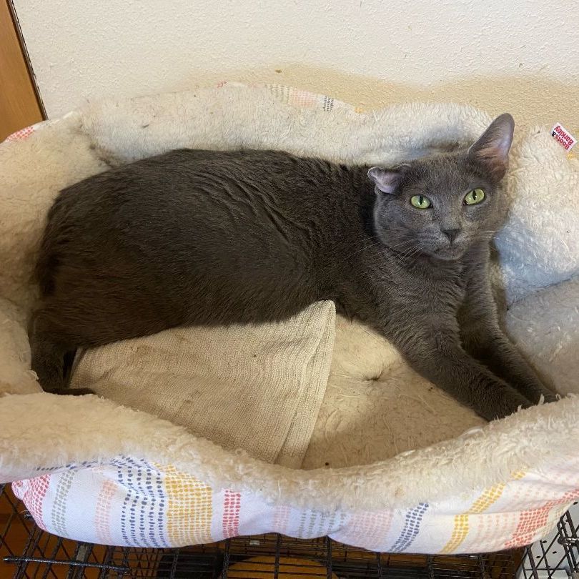 Leah, a Adoptable Domestic Short Hair in Mokena, IL image 2/6