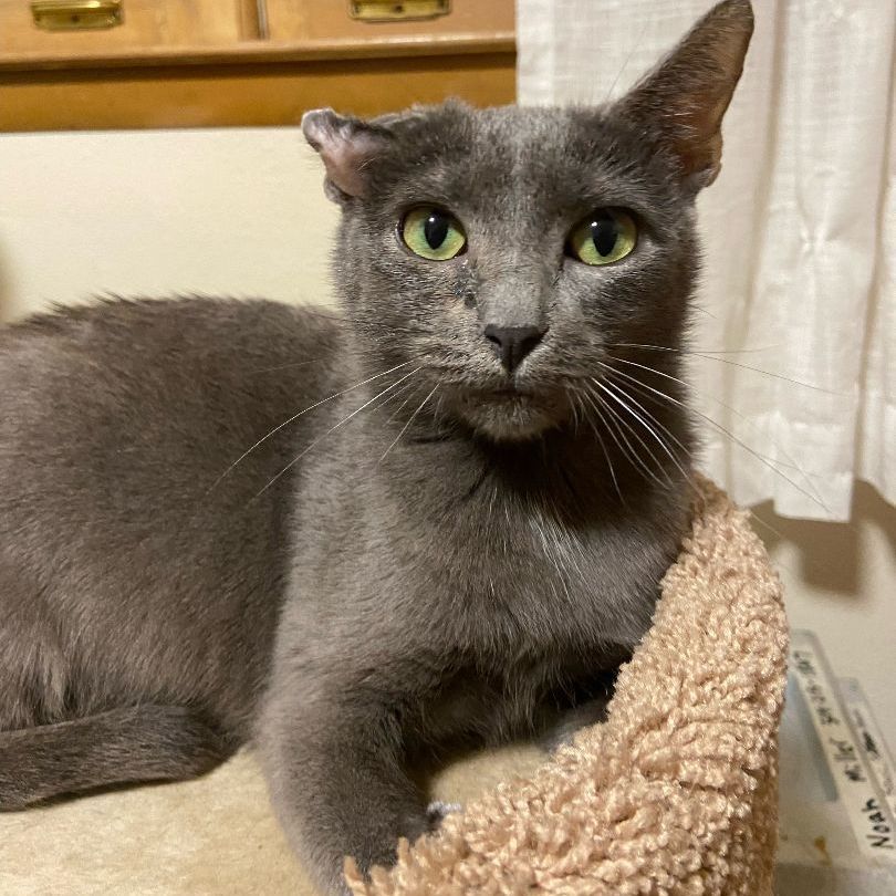 Leah, a Adoptable Domestic Short Hair in Mokena, IL image 3/6