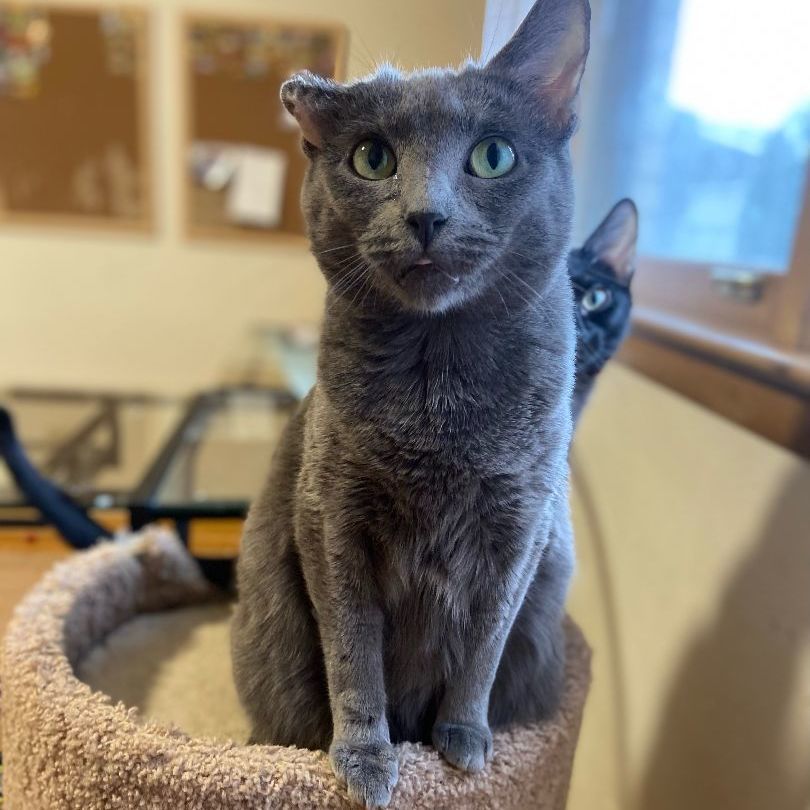 Leah, a Adoptable Domestic Short Hair in Mokena, IL image 4/6