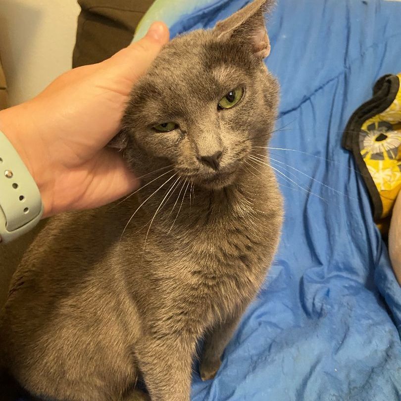 Leah, a Adoptable Domestic Short Hair in Mokena, IL image 5/6