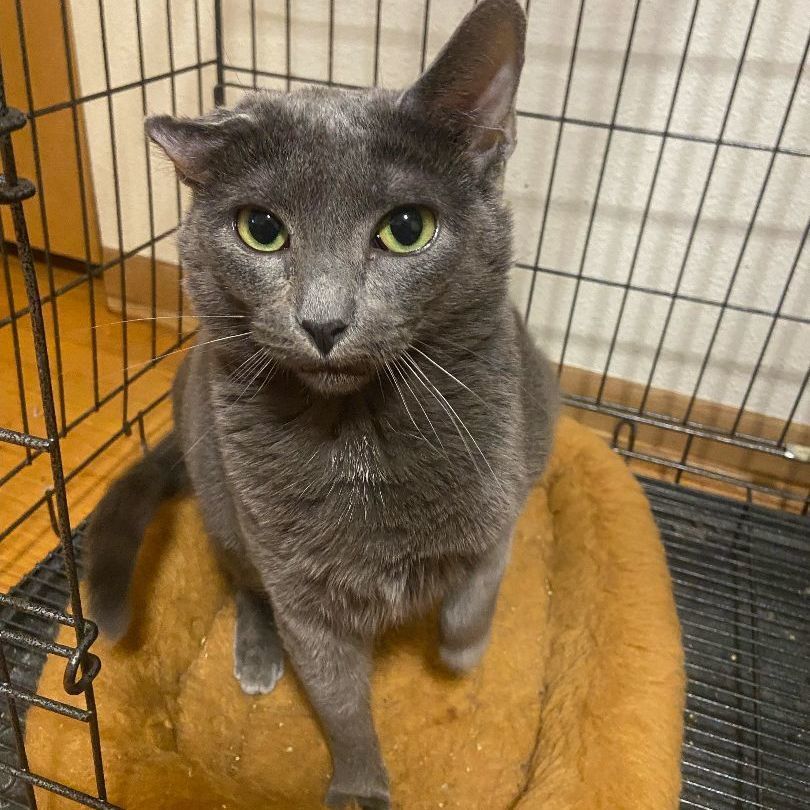 Leah, a Adoptable Domestic Short Hair in Mokena, IL image 6/6