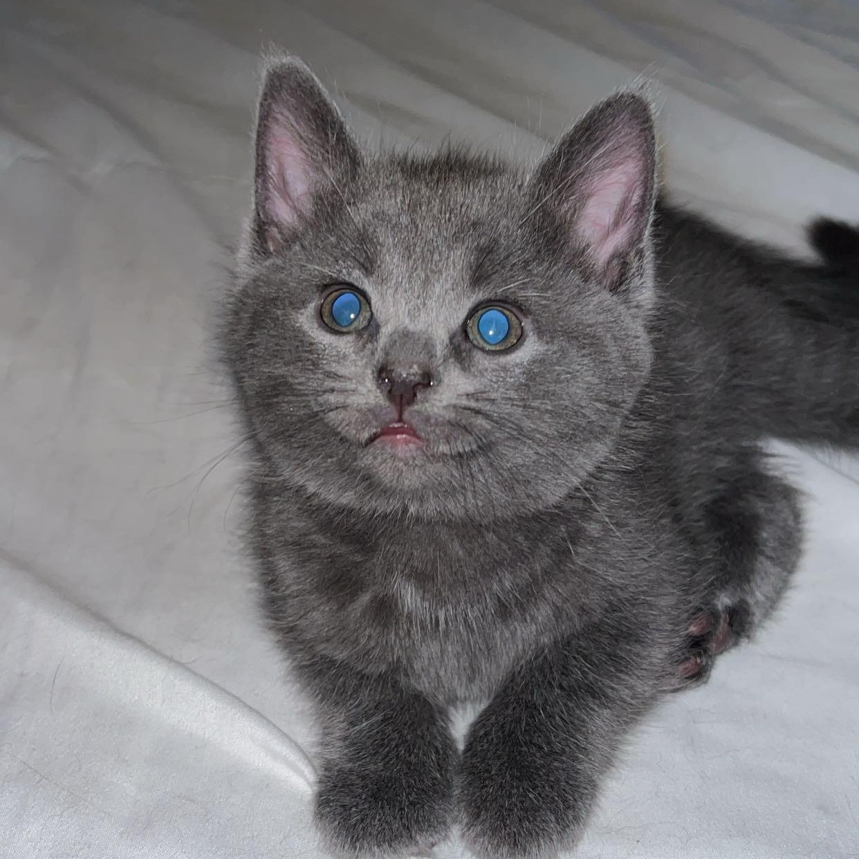 HOLLY, a Adoptable Domestic Short Hair in Tillsonburg, ON image 3/6