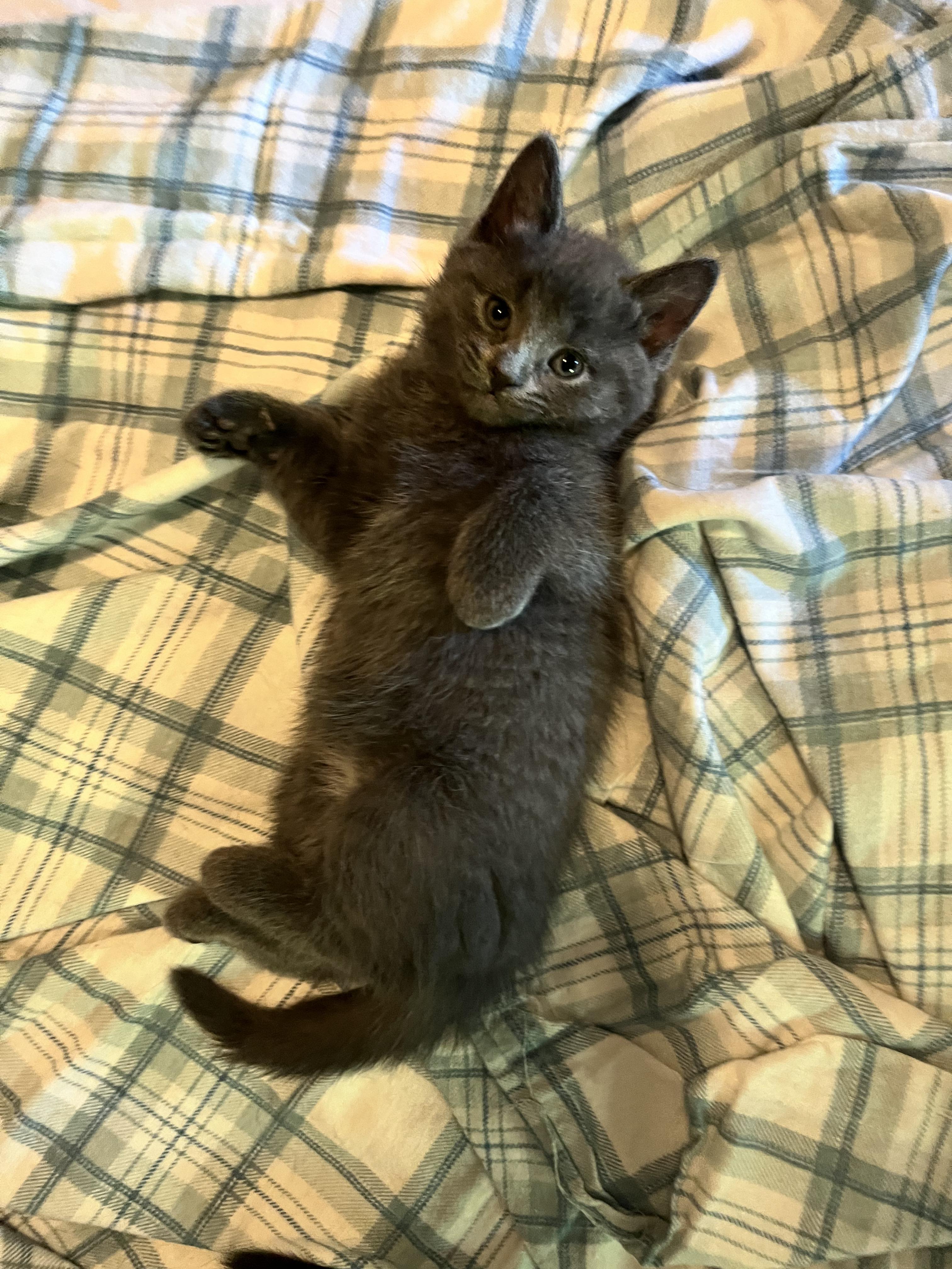 HOLLY, a Adoptable Domestic Short Hair in Tillsonburg, ON image 2/6