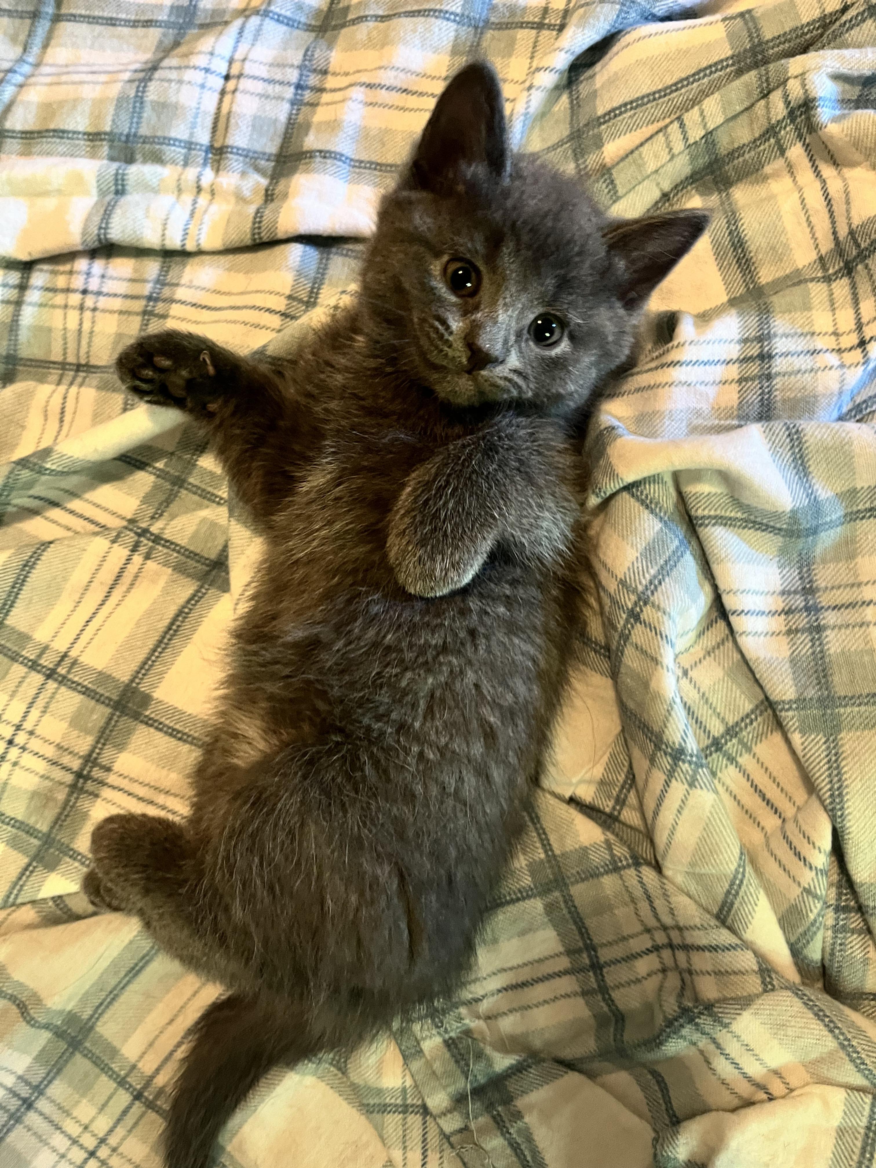 HOLLY, a Adoptable Domestic Short Hair in Tillsonburg, ON image 1/6