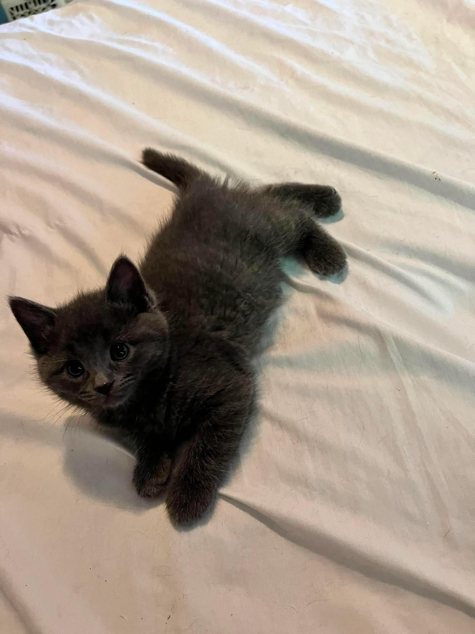 HOLLY, a Adoptable Domestic Short Hair in Tillsonburg, ON image 4/6