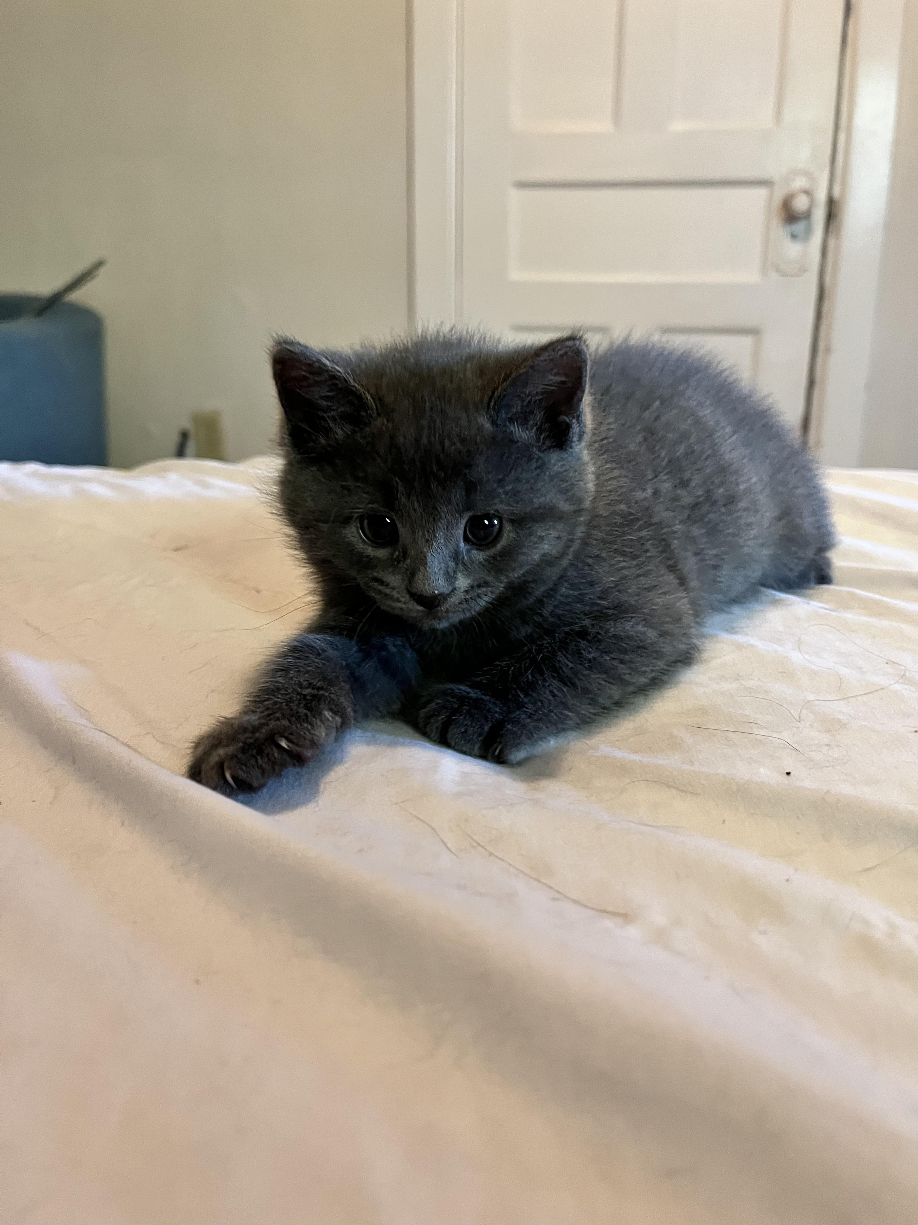 HOLLY, a Adoptable Domestic Short Hair in Tillsonburg, ON image 5/6