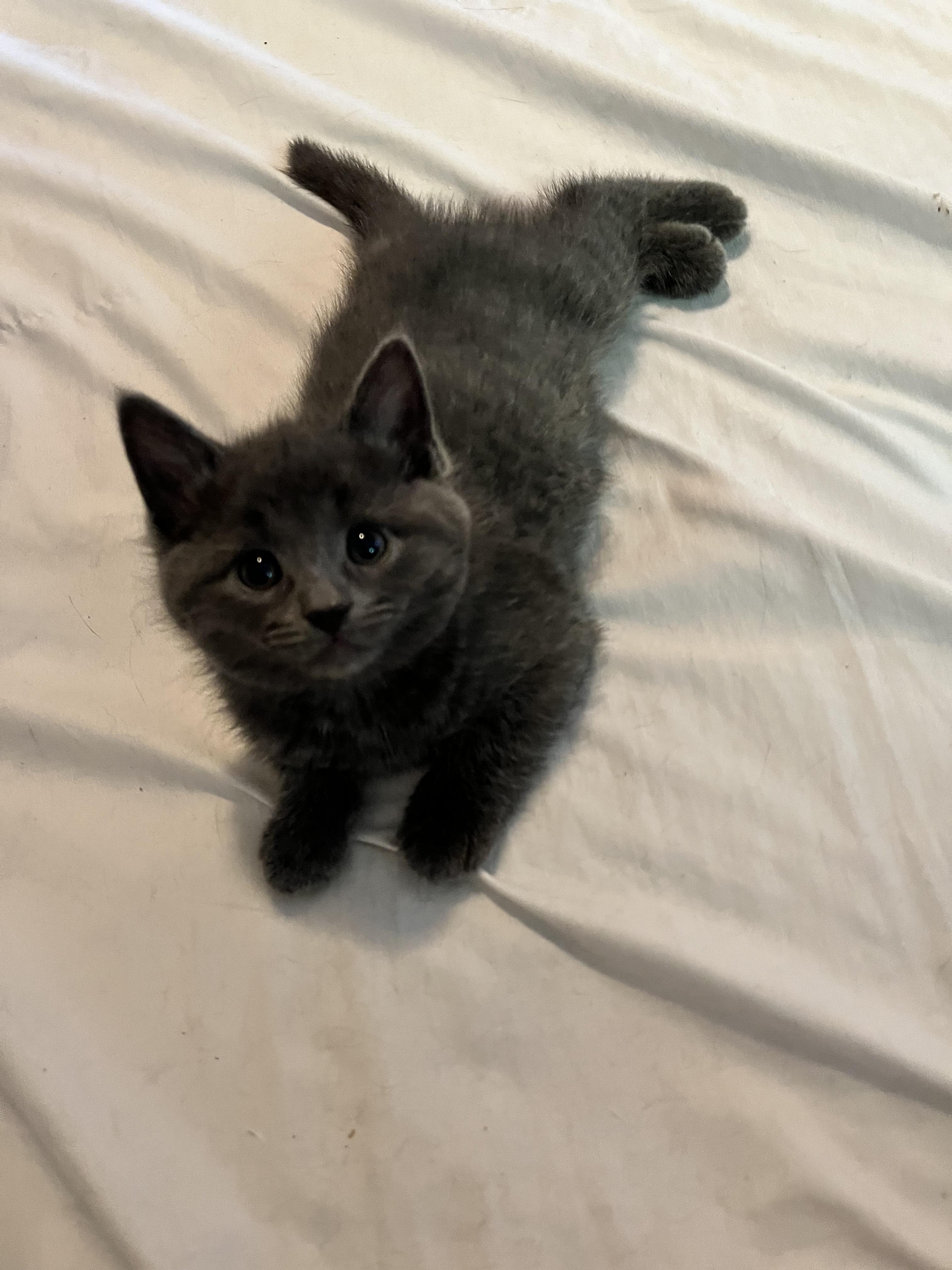 HOLLY, a Adoptable Domestic Short Hair in Tillsonburg, ON image 6/6