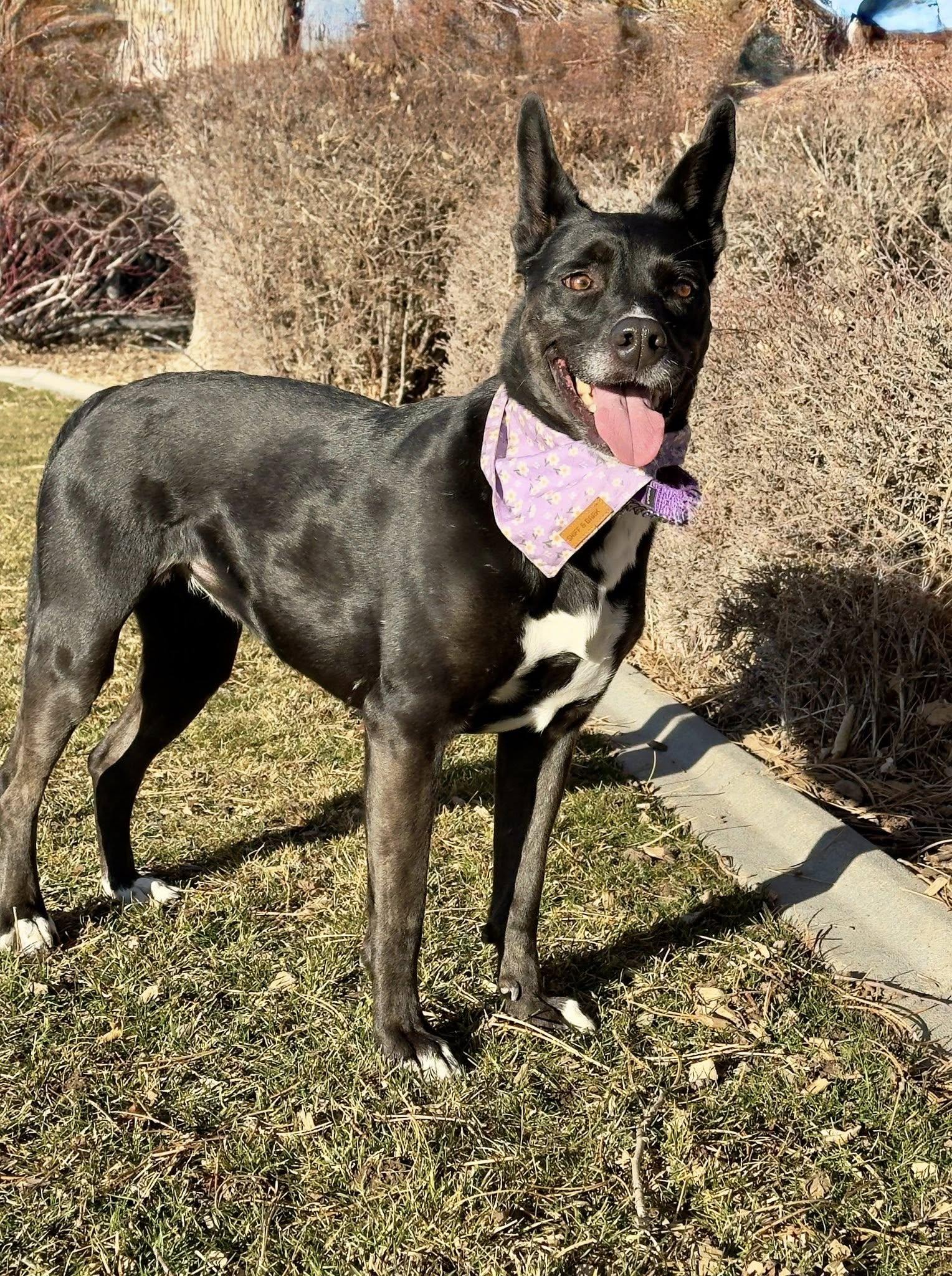 Enlarge Grizzy Mae, a ADOPTABLE mixed breed in Gardnerville, NV image 1/1