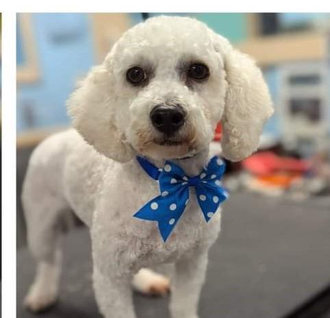 Enlarge Lily 22 (bonded to Vinnie), a Adopted Poodle in Johnston, IA image 1/1