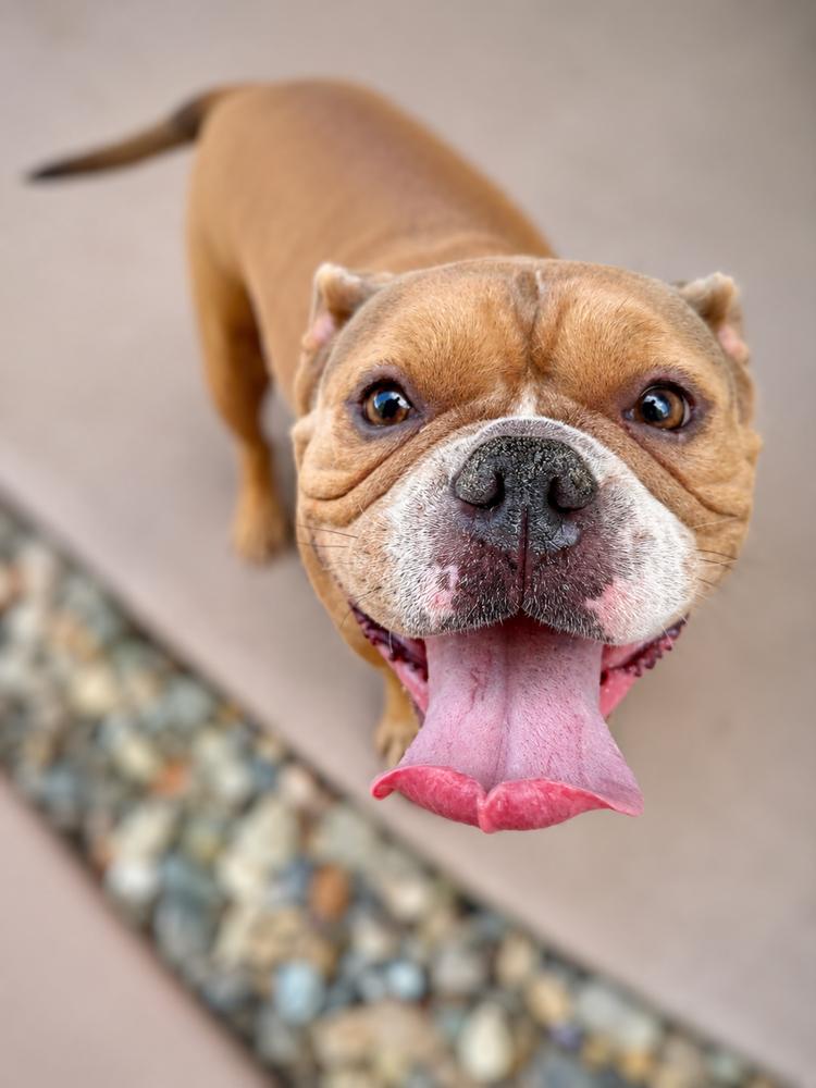 Enlarge Sasha, a Adoptable mixed breed in Wilton, CA image 2/5