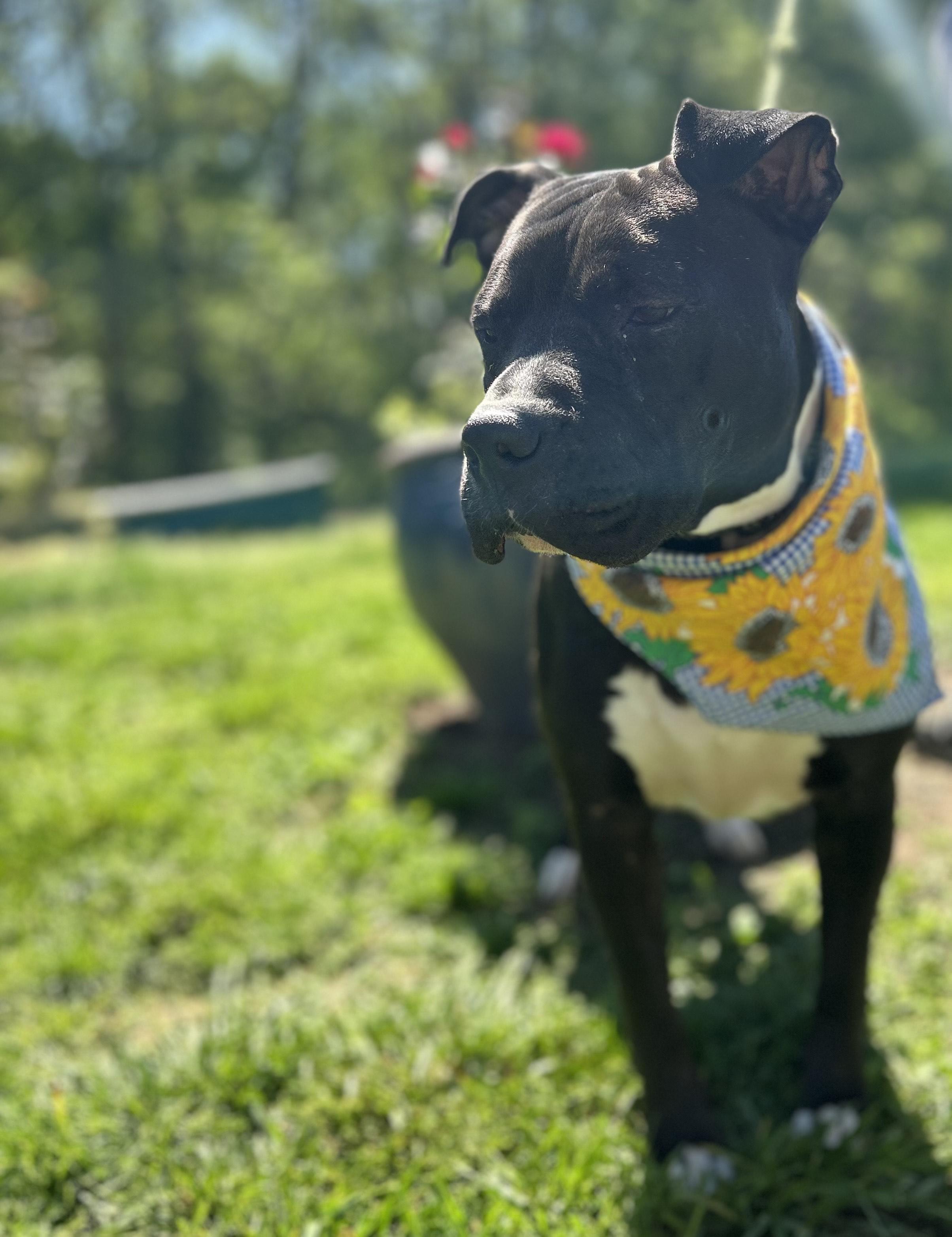 Enlarge Jaimie, a Adoptable Staffordshire Bull Terrier in Lowell, MA image 3/5