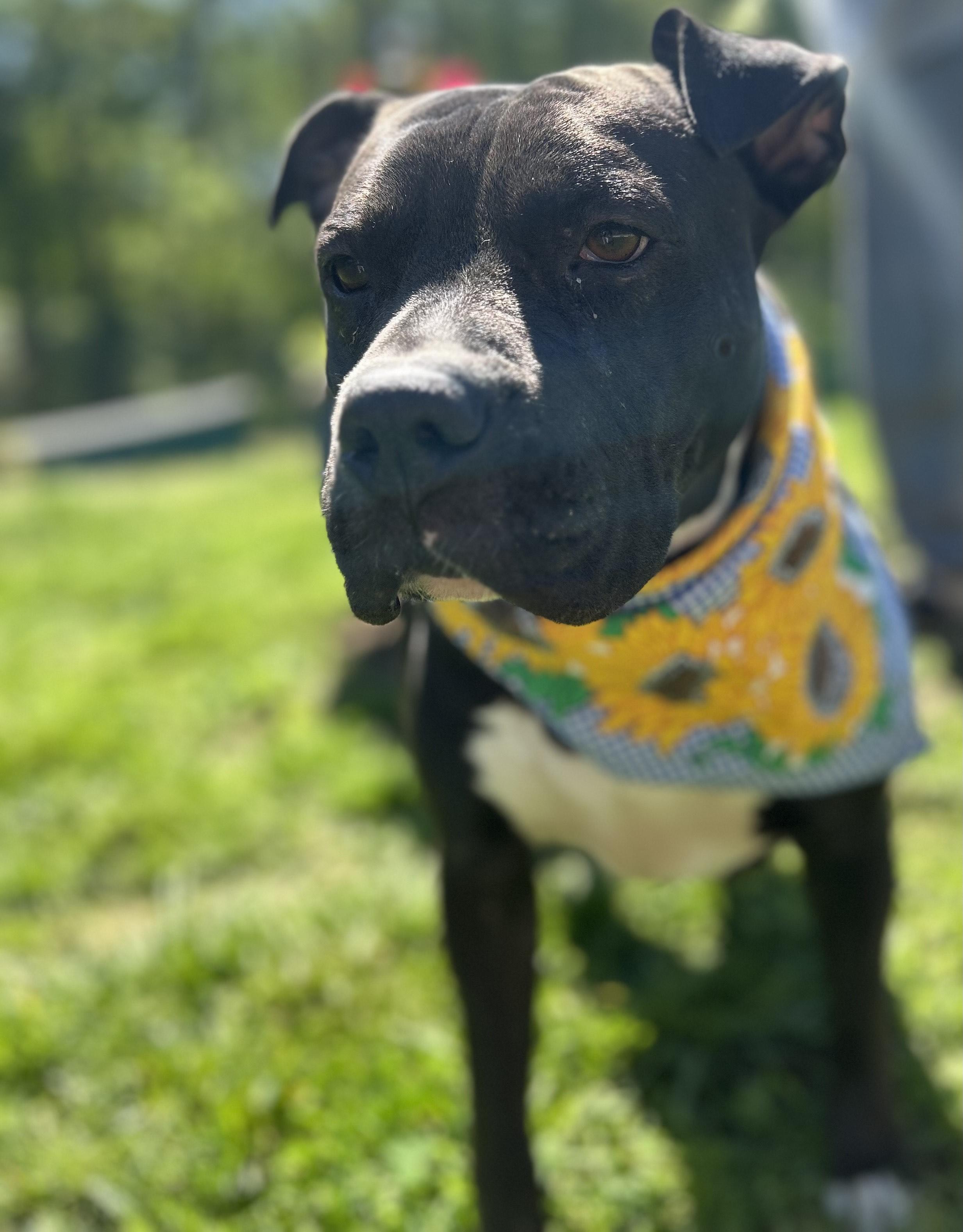 Enlarge Jaimie, a Adoptable Staffordshire Bull Terrier in Lowell, MA image 1/5