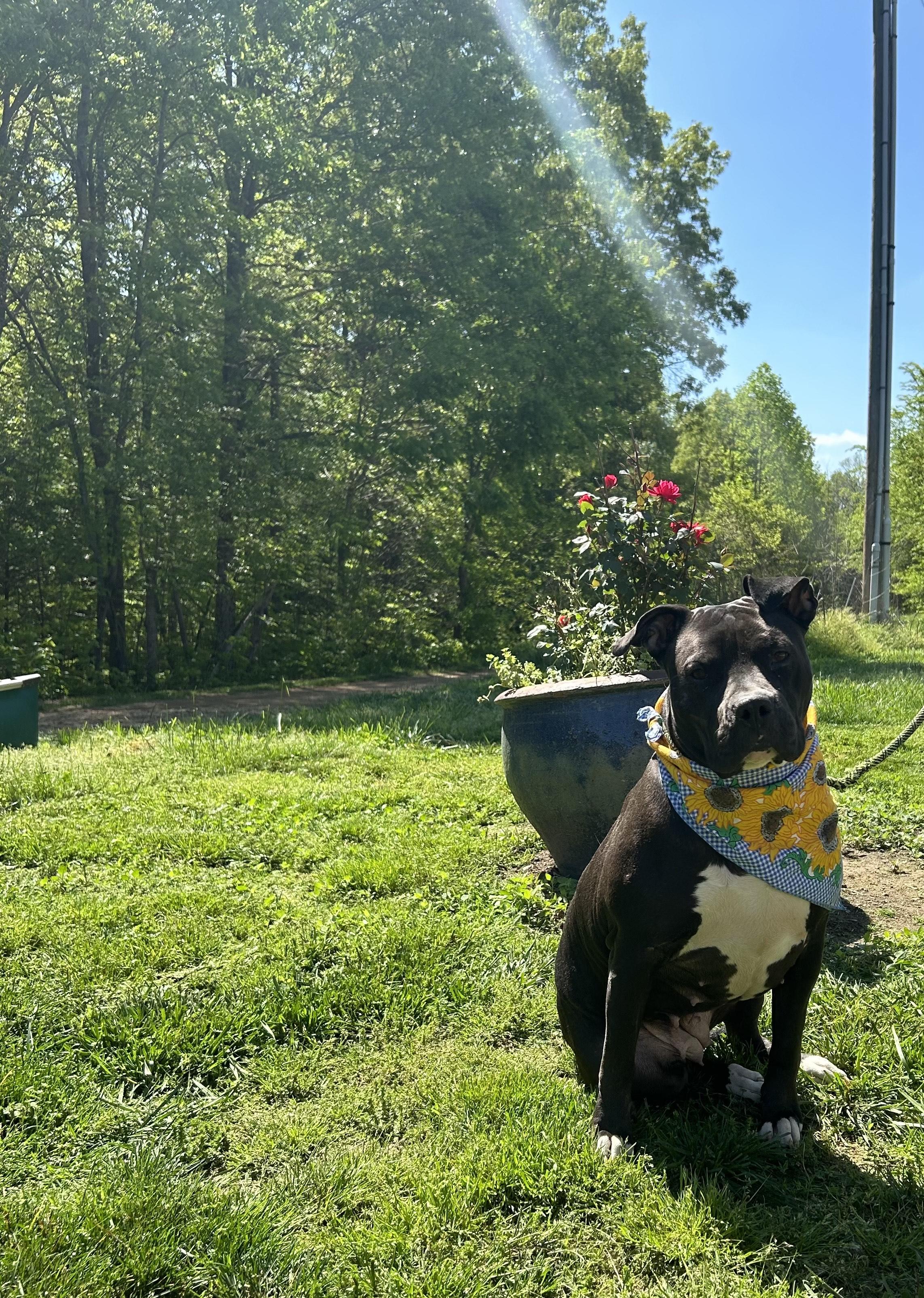 Enlarge Jaimie, a Adoptable Staffordshire Bull Terrier in Lowell, MA image 5/5