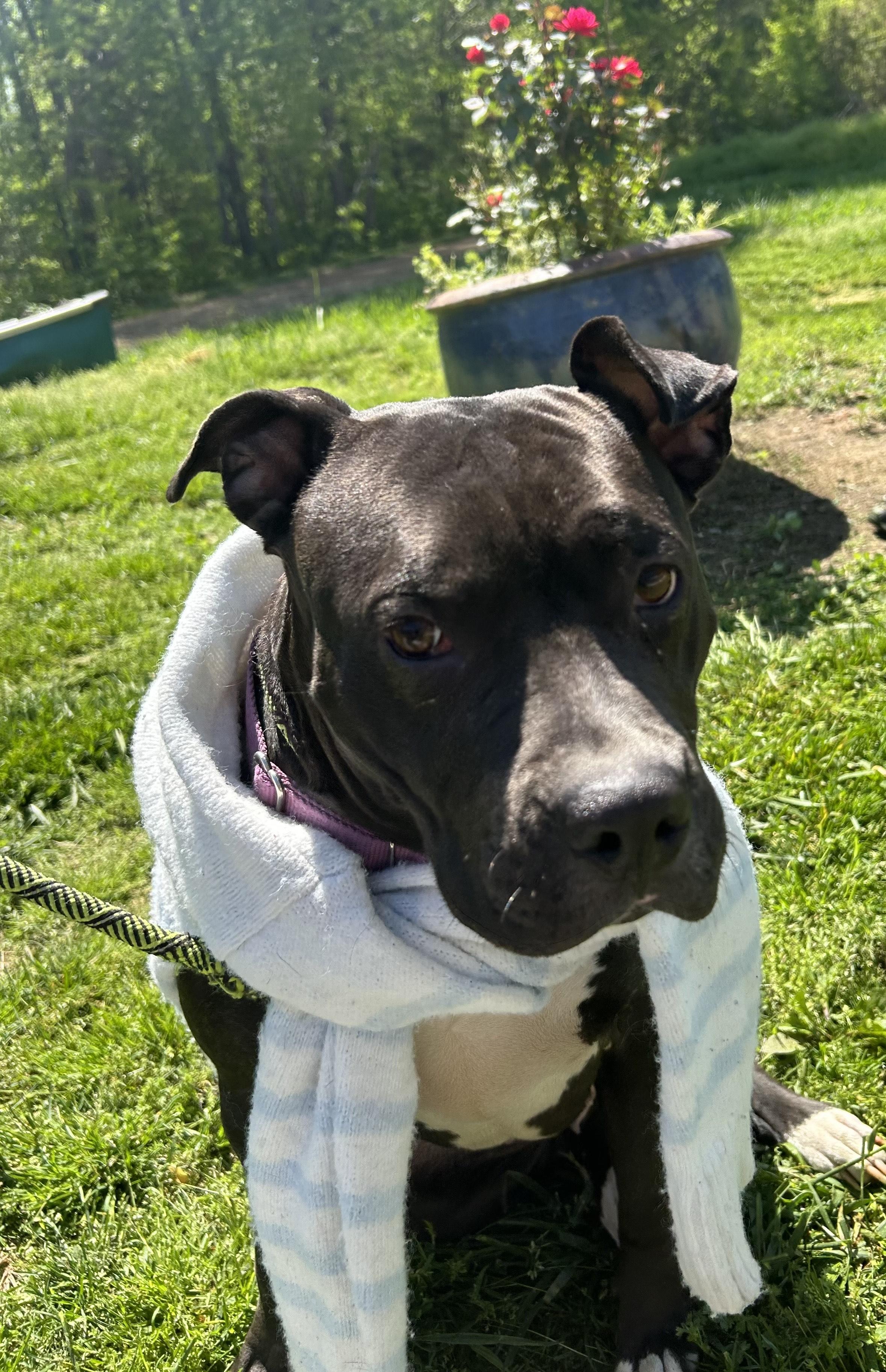 Enlarge Jaimie, a Adoptable Staffordshire Bull Terrier in Lowell, MA image 2/5