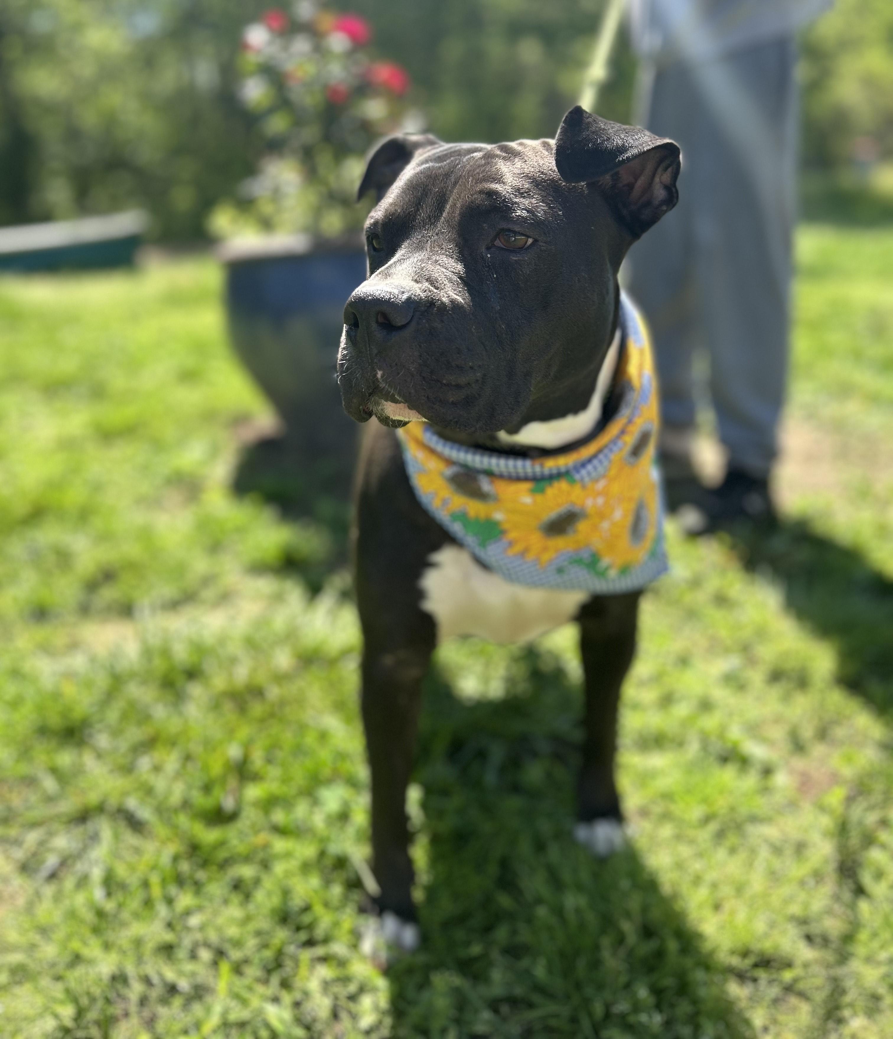 Enlarge Jaimie, a Adoptable Staffordshire Bull Terrier in Lowell, MA image 4/5