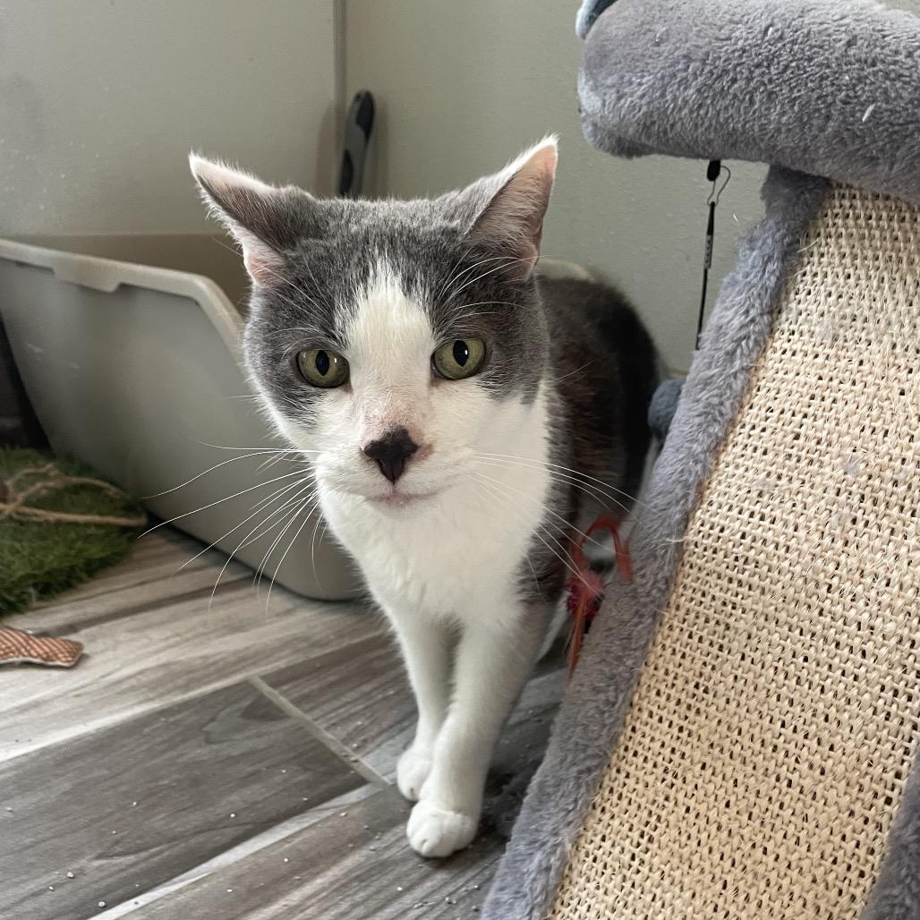 Karter Kat, Adoptable, Senior Male Domestic Short Hair.