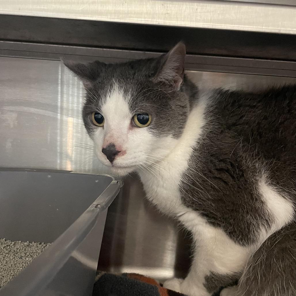 Enlarge Karter Kat, a Adoptable Domestic Short Hair image 2/3