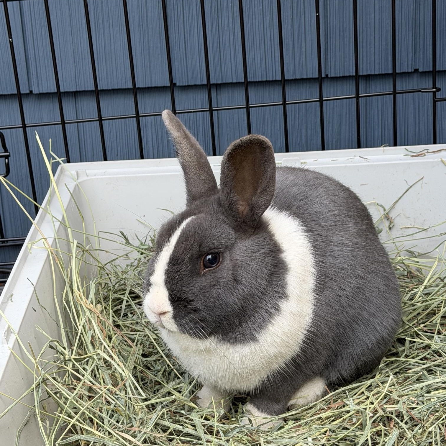 Enlarge ALFRED, a Adoptable Dutch in Forest Hills, NY image 4/4