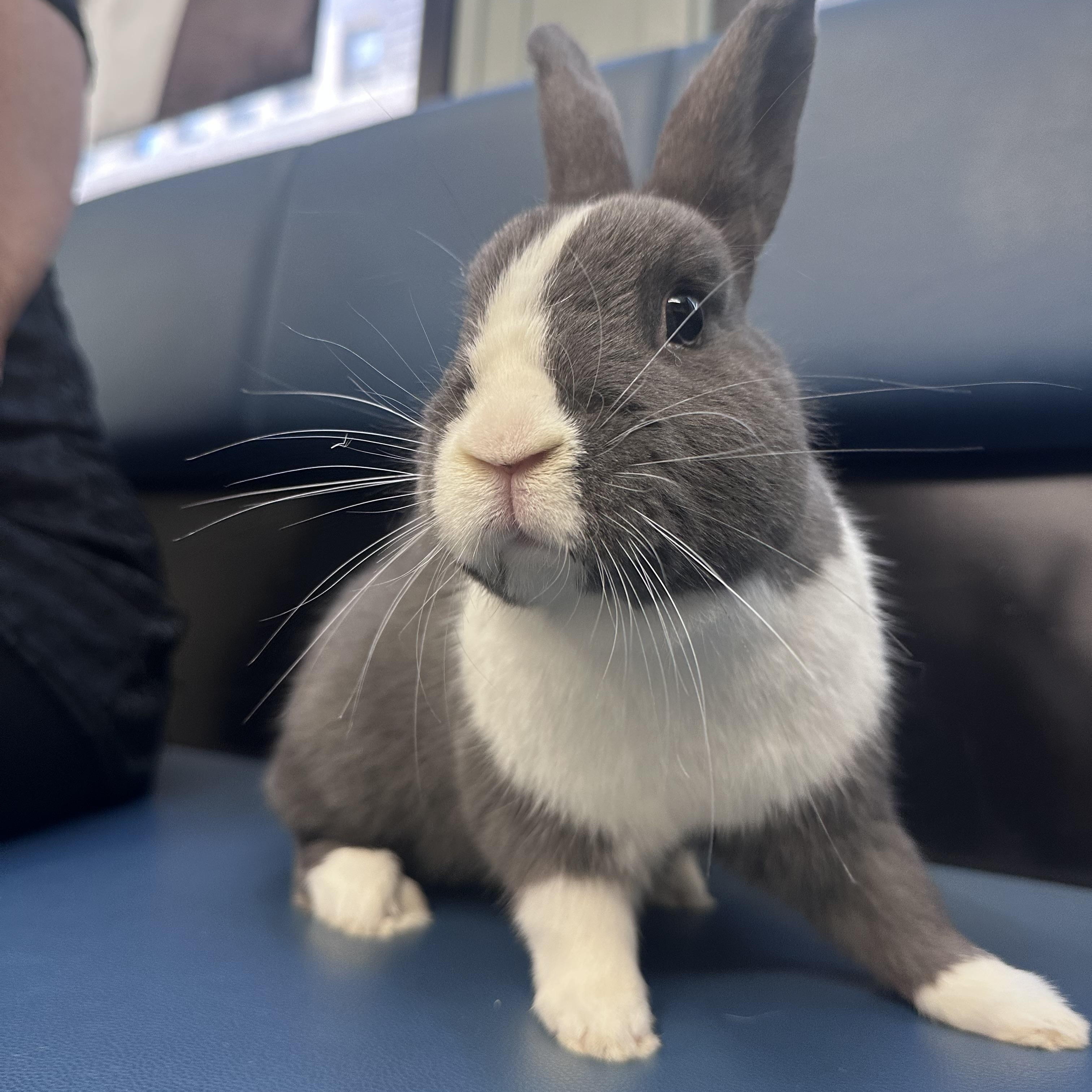 ALFRED, Adoptable, Adult Male Dutch.