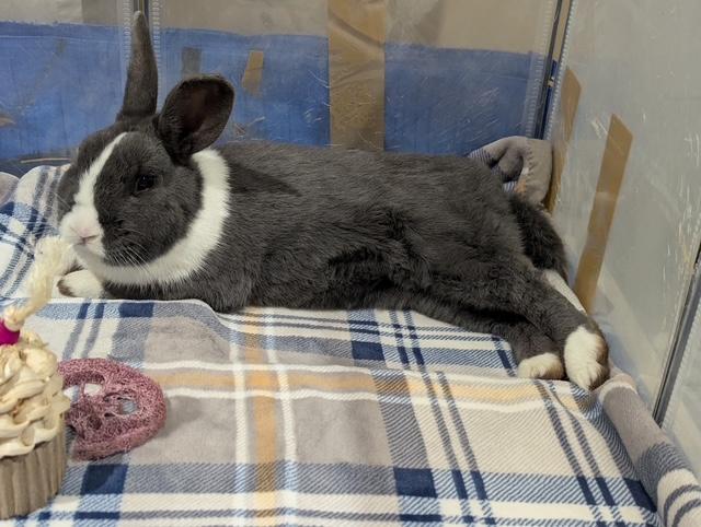 Enlarge ALFRED, a Adoptable Dutch in Forest Hills, NY image 3/4