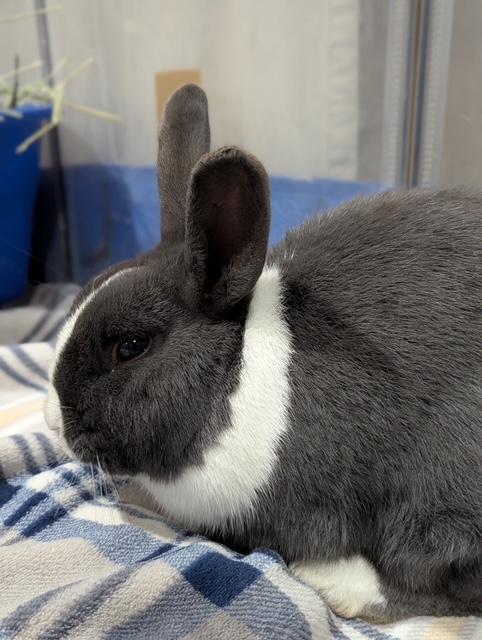 Enlarge ALFRED, a Adoptable Dutch in Forest Hills, NY image 2/4