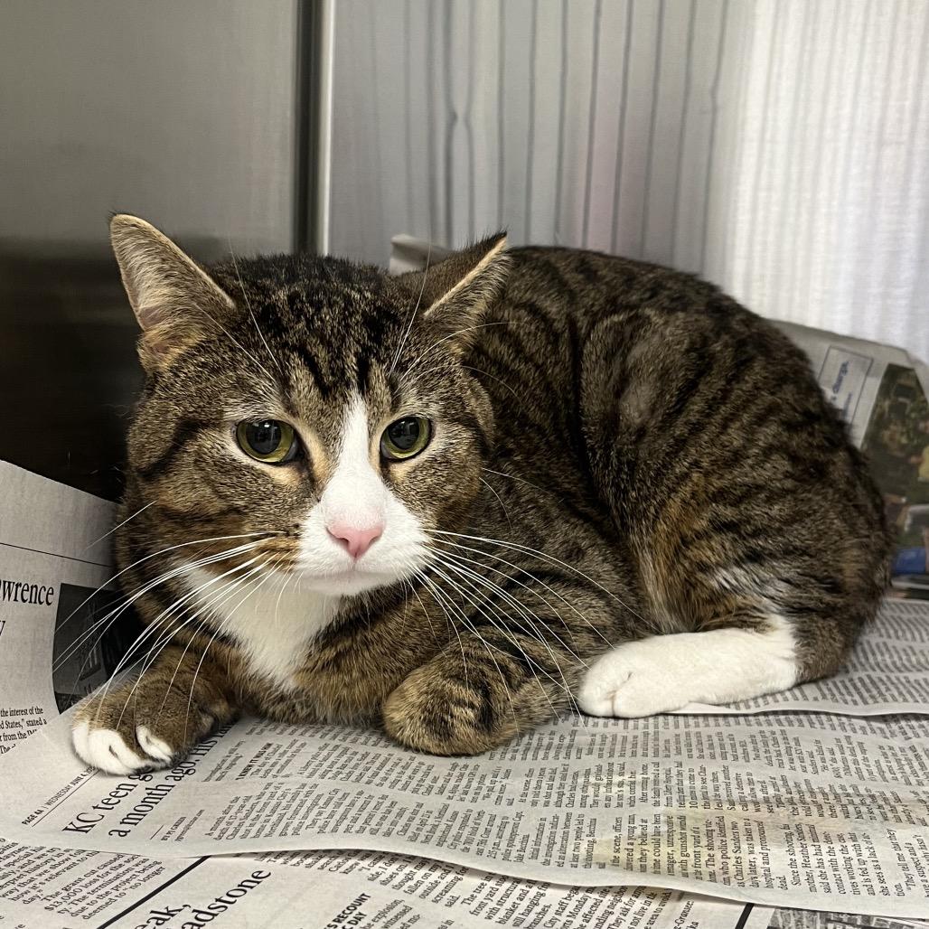 Enlarge Loki, a ADOPTABLE Domestic Short Hair in Kansas City, KS image 1/1