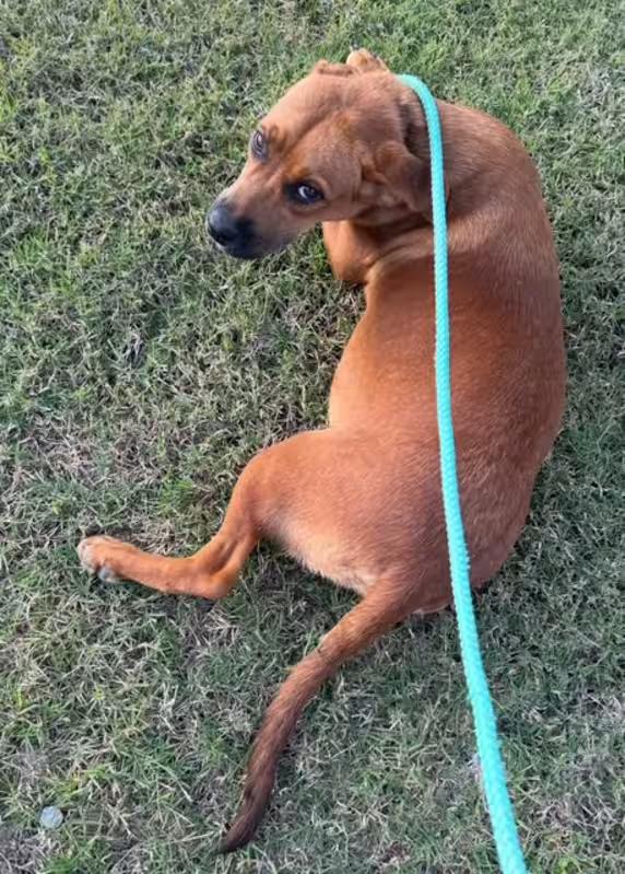 Jill, a ADOPTABLE mixed breed in Watertown, CT image 3/3