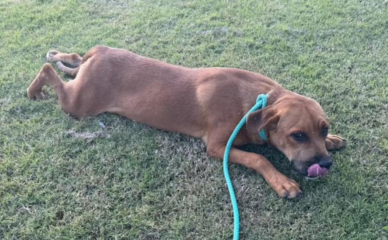 Jill, a ADOPTABLE mixed breed in Watertown, CT image 2/3