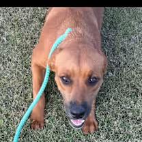 Jill, a ADOPTABLE mixed breed in Watertown, CT image 1/3