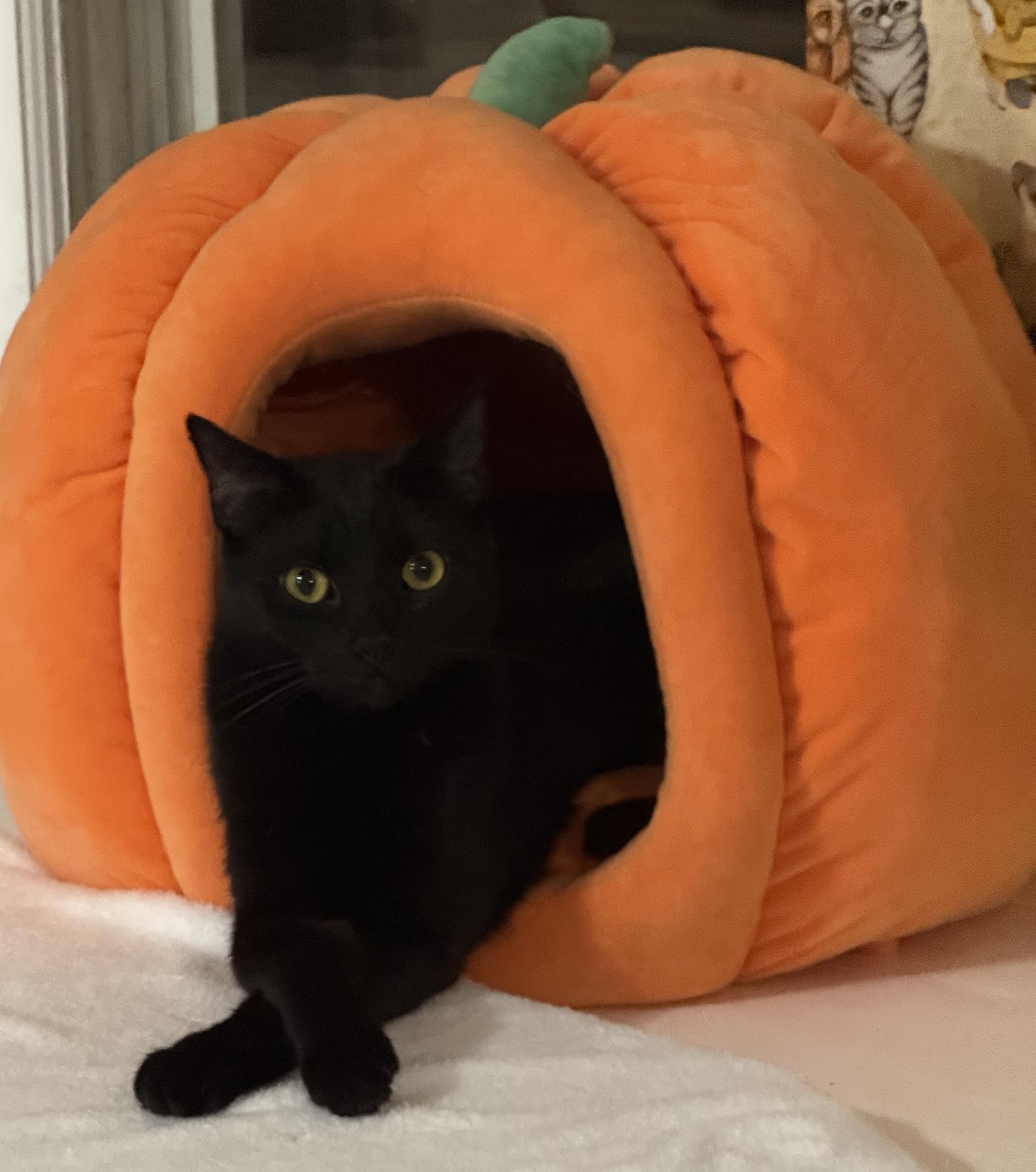 Enlarge Kano, a Adoptable Domestic Short Hair in Berkeley Springs, WV image 2/4