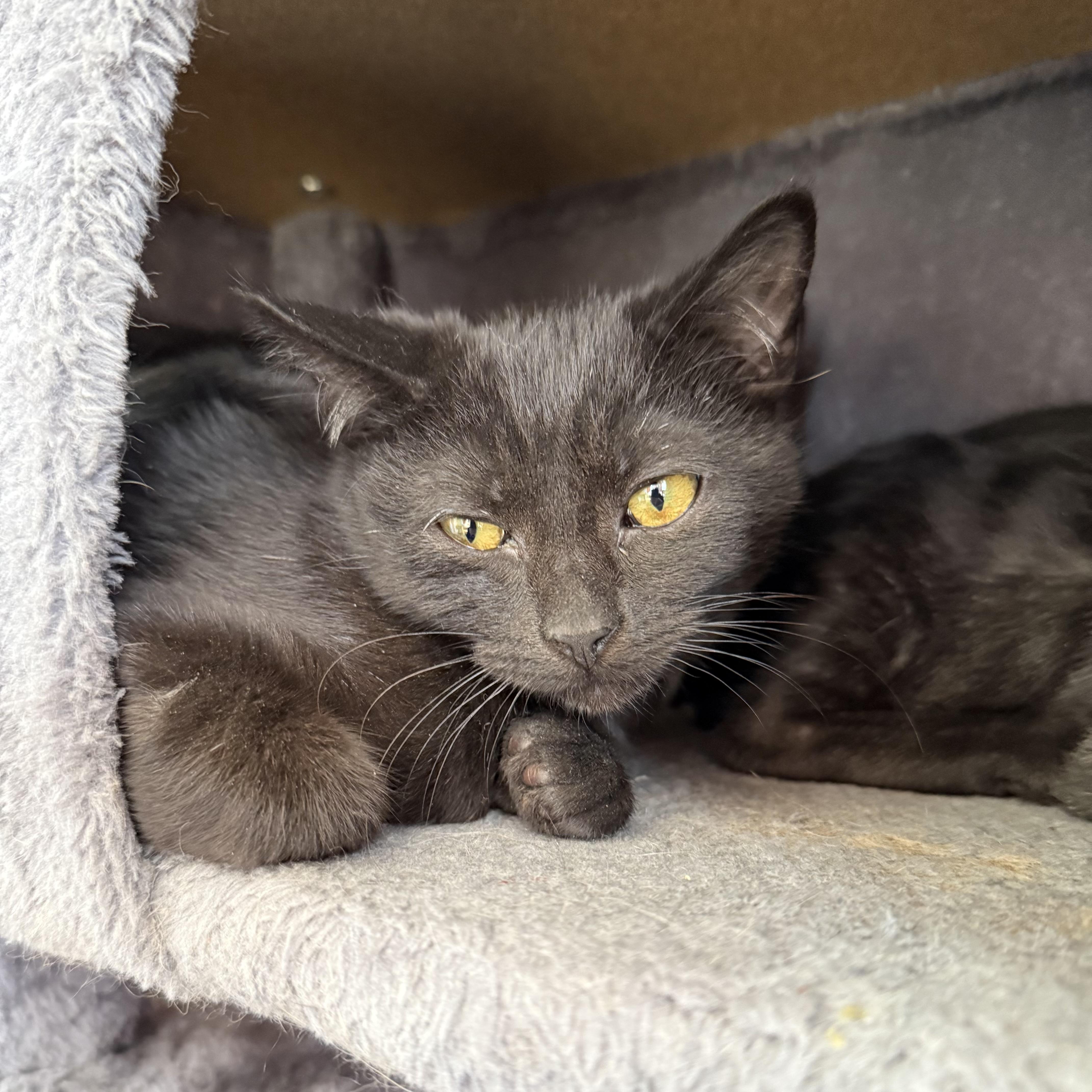 Enlarge Kano, a Adoptable Domestic Short Hair in Berkeley Springs, WV image 4/4