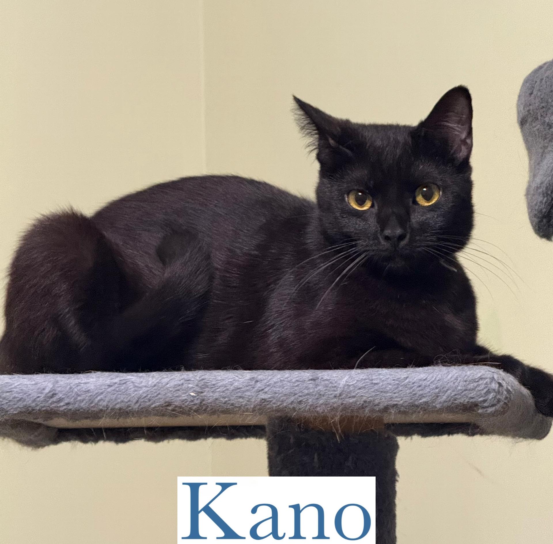 Enlarge Kano, a Adoptable Domestic Short Hair in Berkeley Springs, WV image 1/4