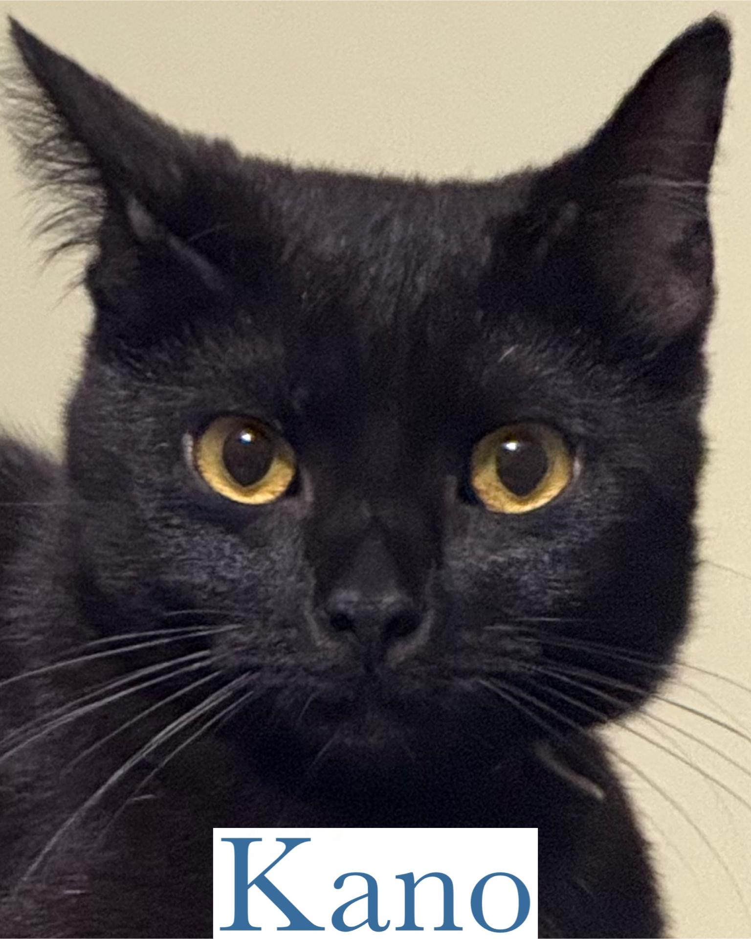 Enlarge Kano, a Adoptable Domestic Short Hair in Berkeley Springs, WV image 3/4