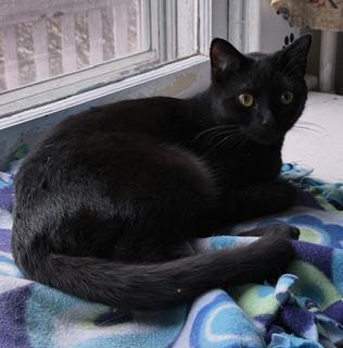 Kano, Adoptable, Adult Male Domestic Short Hair.