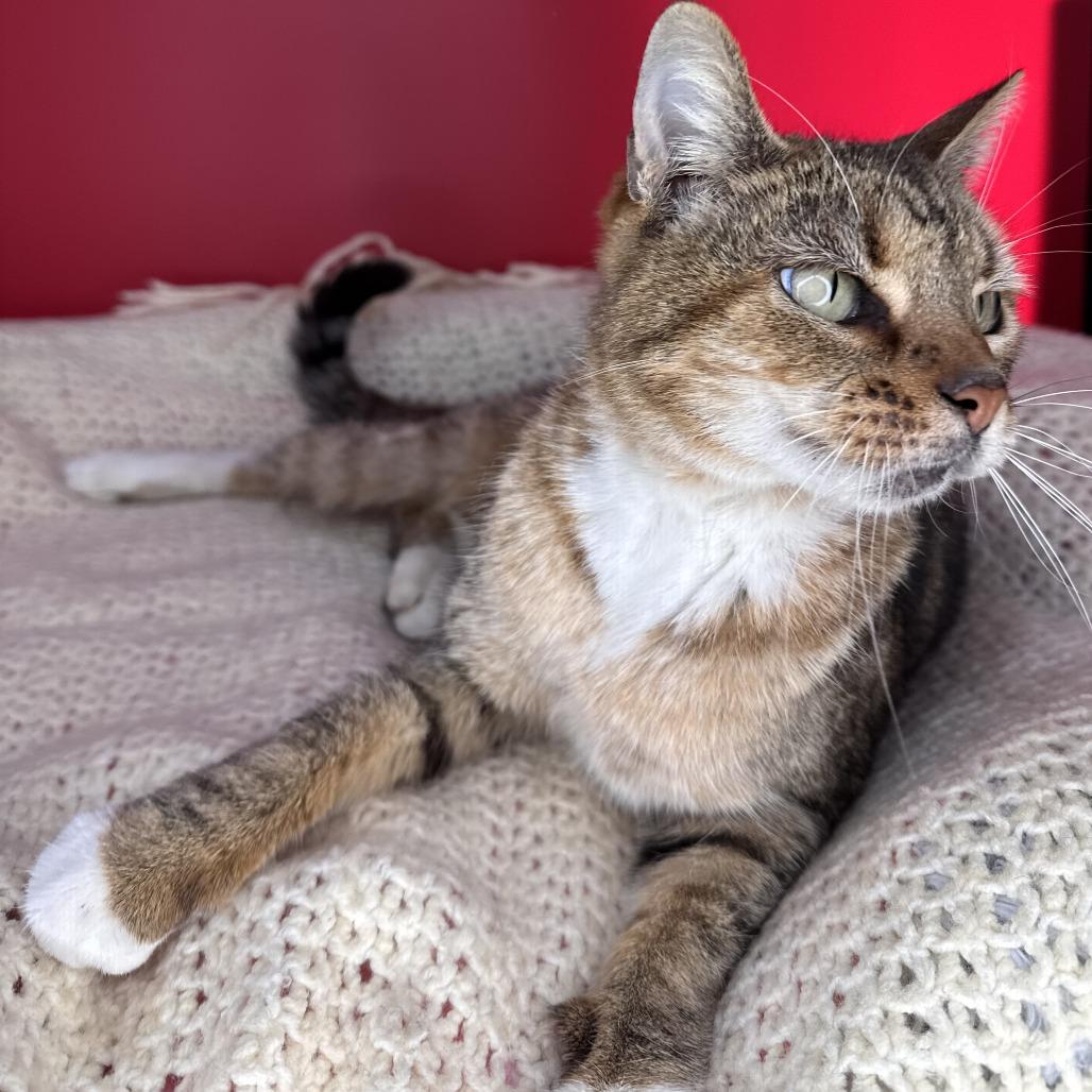 Coco, Adoptable, Young Female Domestic Short Hair.