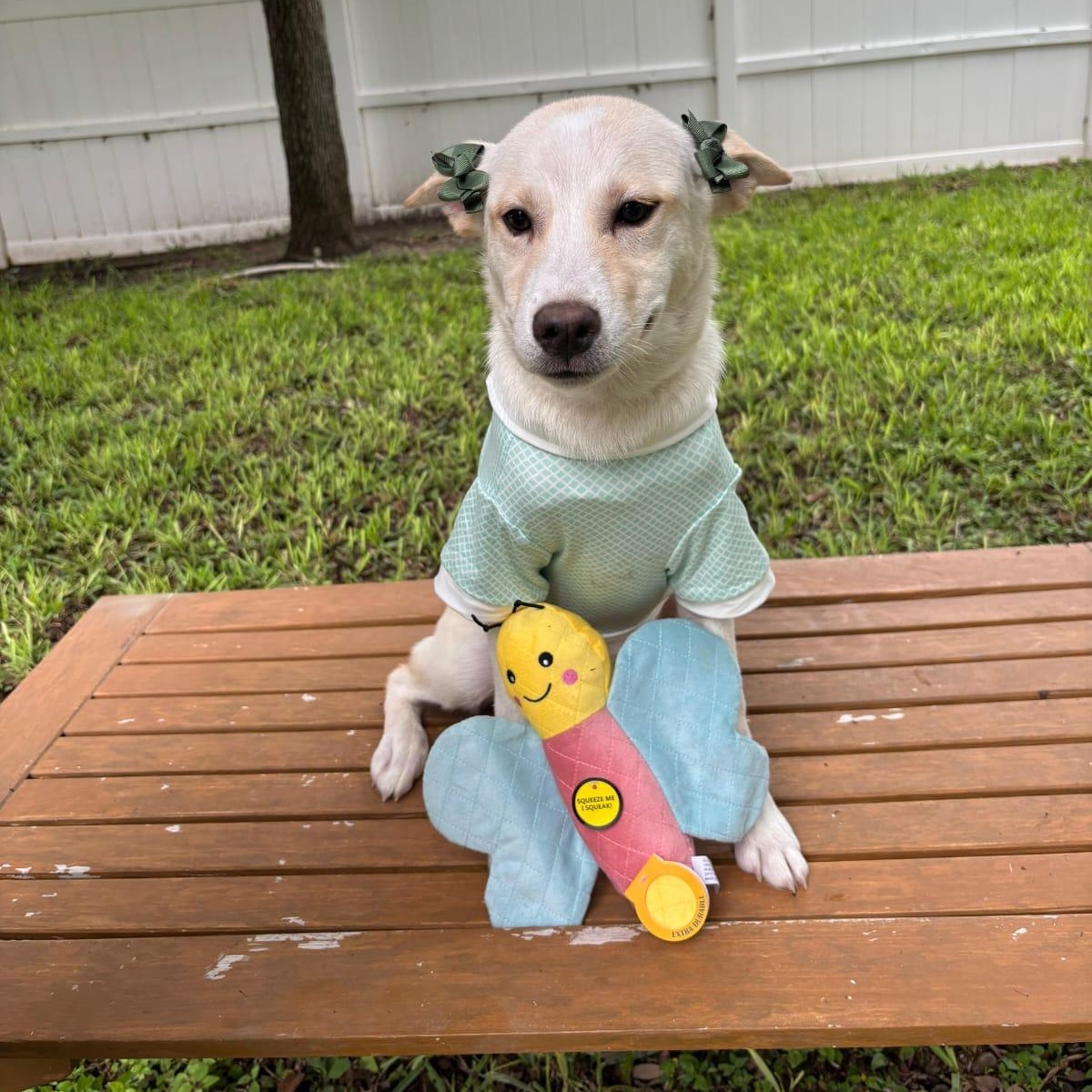 Enlarge Suki, a Adoptable mixed breed in Stanfordville, NY image 1/1