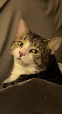 Suge — thumbnail 2