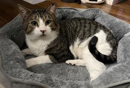 Suge — thumbnail 3