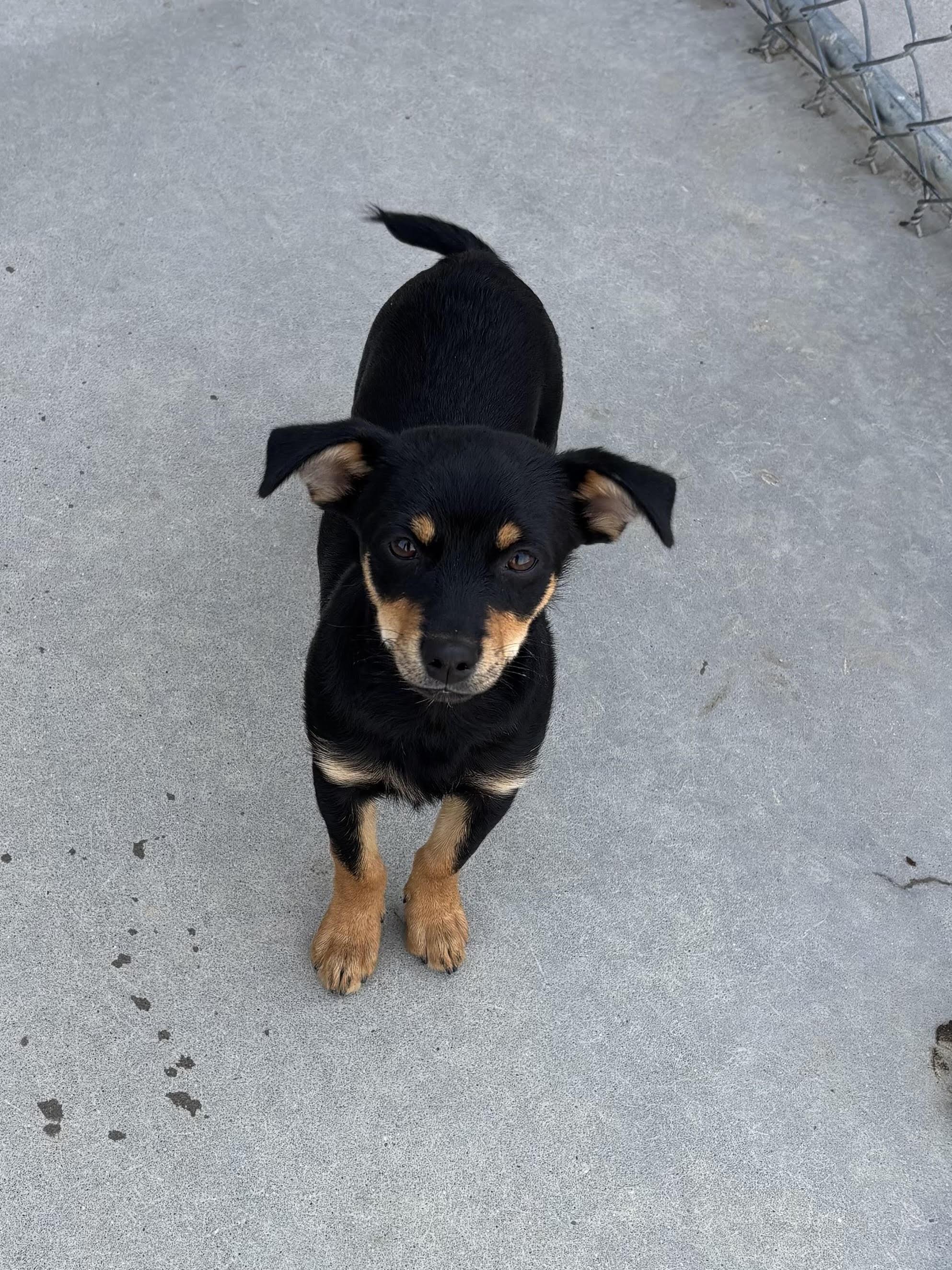 Petey, adopted, Puppy Male Mixed Breed.