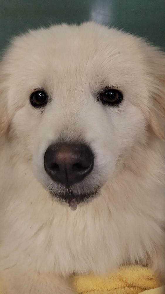 Bailey, Adoptable, Young Female Great Pyrenees.