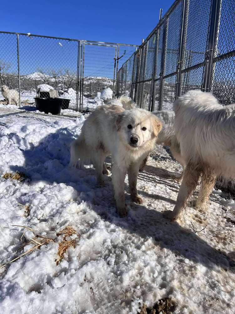 Enlarge Bailey, a Adoptable mixed breed in Cortez, CO image 3/4